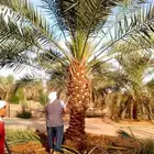 نخل واشنطني نخل مثمر اخلاص سكري برحي صقعي هلالي مجدول غر سلج