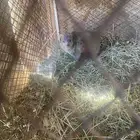 وبر بري أنثى للبيع