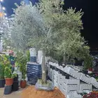 شجر زيتون وزرع طبيعي وسماد الأماني وثيل طبيعي وشبكات الري