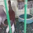 حمام للبيع