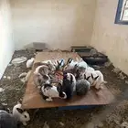 ارانب ايطاليه وفرنسي وبلدي للبيع