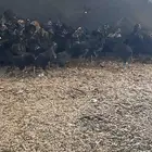 سلام عليكم ورحمة الله وبركاتة