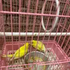 طير بادجي اصفر ذكر