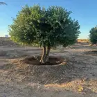 اشجار الزيتون معمر الجوف