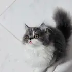 Persian cat