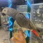 للبيع ببغاء كاسكو أليف متكلم