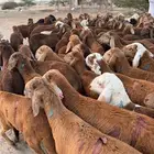 طليان حمري 130