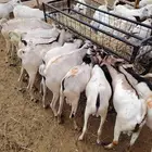 تيوس صومالية طعم فاخر من الاخر