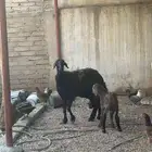 شاه خلفه