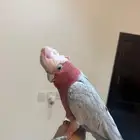 انثى كوكاتو قالا