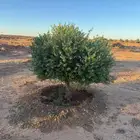 شجرة الزيتون