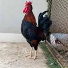 للبيع ديك عربي