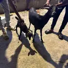 للبيع غنم الي يبي يتواصل ف خاص