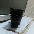 قطه شيرازي سكوتش فولد للبيع هي وإبنها مع أغراضها كلها