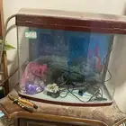 حوض اسماك
