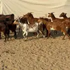 20 ماعز محايليه بالفحل صغار أسنان يتبعها 2 بهم والباقي دفيع