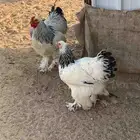 صيصان براهما مستوى توب الماني
