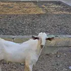 تيس بيشي اصيل مشروع فحل