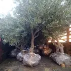 يوجد لديناء أشجار زيتون