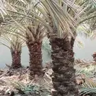 يوجد لدينا جميع انواع انخل المترين الى سته متر توصيل وزراعه