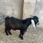 تيوس نظيفة شرط