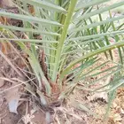 فروخ طيبه