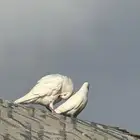حمام فرنسي