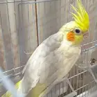 كراوان. لطيف
