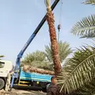 زراعة النخيل الوشنطنيا والنخيل المثمر والعشب