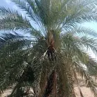 نخل خلاص نقايل للبيع