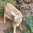 للبيع تيس قزمي
