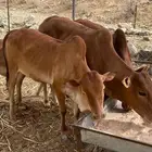 حسلان البيع