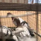 للبيع حمام
