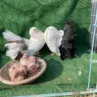 جوزين كنق مدني رقاص هولندي