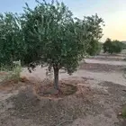 شجره زيتونه معمره متفرع اشجار زيتون نخل وشنطونيا نخل عربي