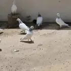 طبات باكستاني
