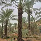 يوجد فروخ ونقايل طيبه