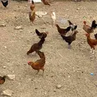 صوص بلدي اعمارهم شهرين عددهم فوق 200 تقريبا