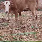بقرة لقحا لها شهر 3 اسن ام ثاني