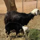 انعجه نجديه والد