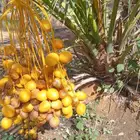يوجد لدينا فسايل طيبه وبالغه للبيع بسعر مناسب سكري اخلاص