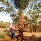 نخل واشنطني نخل مثمر اخلاص سكري برحي صقعي هلالي ونانه عسيله