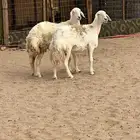 رخال للبيع