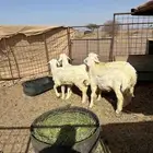 طليان للبيع