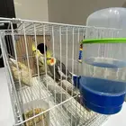 زوج كوكتيل منتج تحتة 5بيضات الذكر نورمل والانثا فراشة