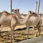 برابر صومالية وقعدان صوماليه سواكن حمرى جذع