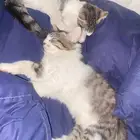 قطط شيرازي للتبني