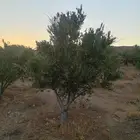 يوجد الدينا زيتون وحمضيات