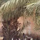 دجاج فيومي بياض