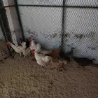 دجاج بلدي منتج وشباب